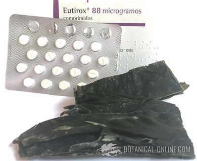 eutirox y alga kombu