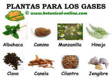 Resultado de imagen de gases plantas