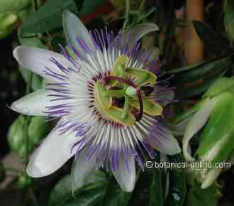 flor de la pasion passionaria