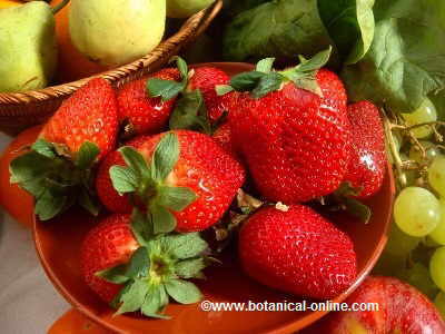 Fruit