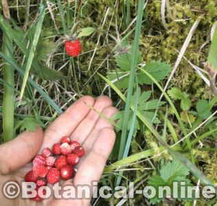 fresas silvestres