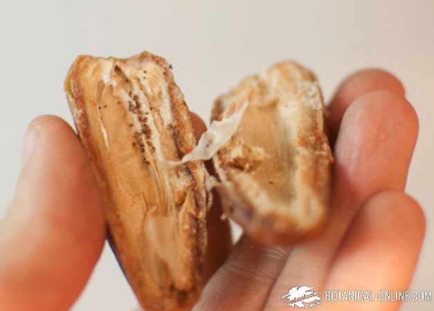 fruta desecada mala conservacion micotoxinas