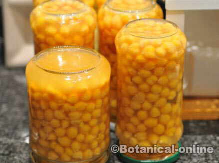 Chickpeas potted at home