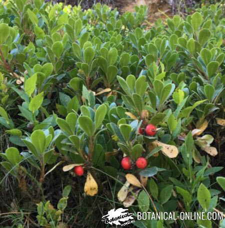 Bearberry fruits and leaves