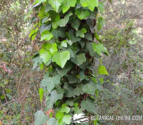 ivy on a tree