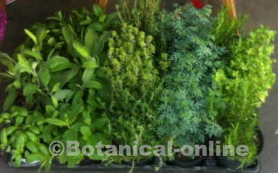 hierbas aromaticas cultivo