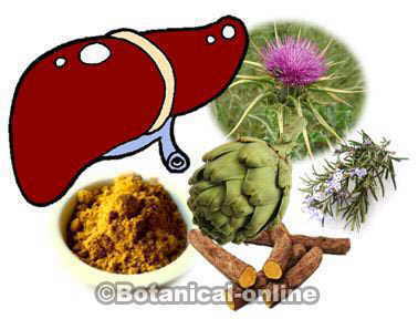 Plantas medicinales para el hígado: cúrcuma, cardo mariano, romero, alcachofera, regaliz