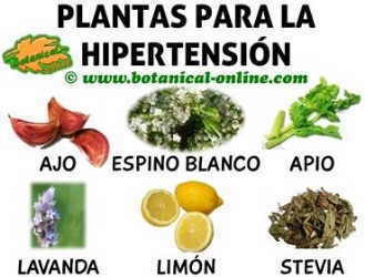 tratamiento natural con plantas y remedios para la hipertension o tension alta