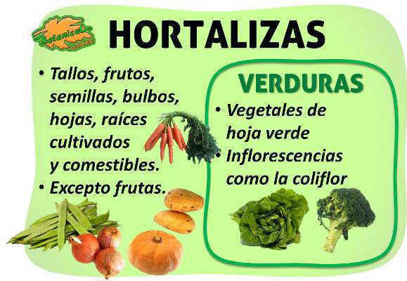 diferencia entre verdura y hortalizas