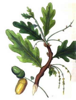 ilustración