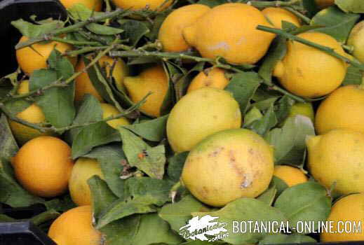 limon