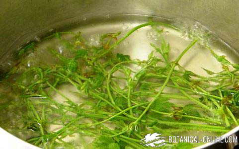 lupulo planta comestible recoleccion