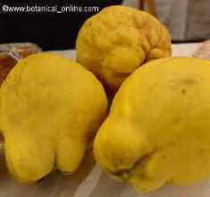 frutos del membrillo