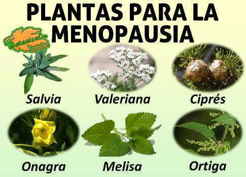 plantas medicinales utilizadas en el tratamiento natural de la menopausia