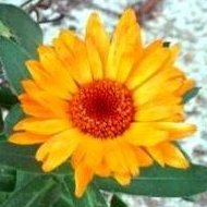 Calendula para la distrofia muscular