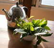 green tea infusion