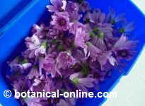 flores de malva