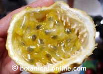 maracuya fruta de la pasion