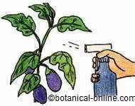 rociar las plantas con ajo contra las plagas