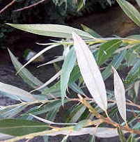 Willow leaves