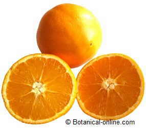 trees orange tree citrus lower classifications