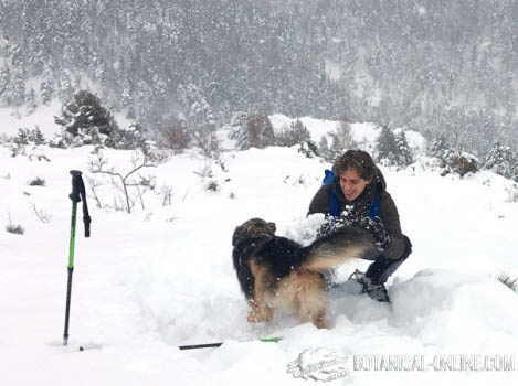 jugar perro en la nieve