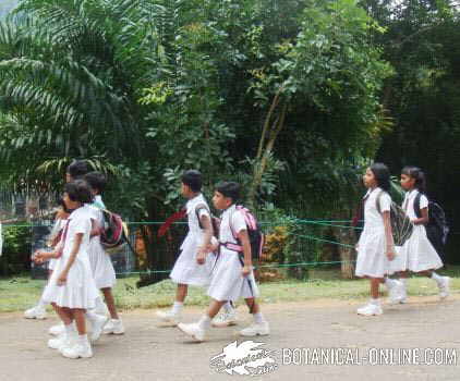 niños niñas escuela sri lanka