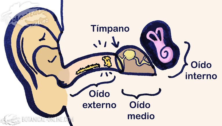 tapones de cera en los oidos
