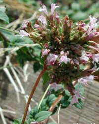 oregano