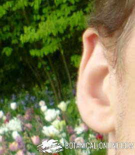 oreja otitis niños