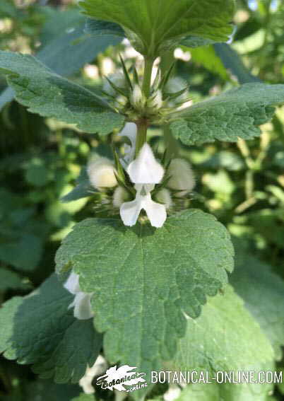 flor ortiga blanca muerta lamium album