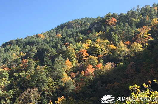 otoño paisaje