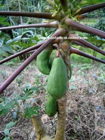 Photo of some papayas in a papaya tree