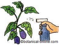 rociar las plantas con ajo contra las plagas