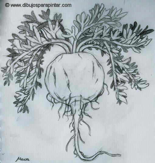 Peruvian maca drawing