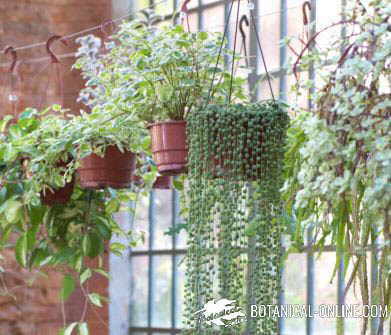 potos plantas de interior colgantes