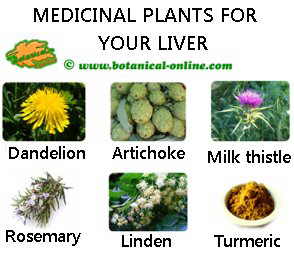 Plants for your liver