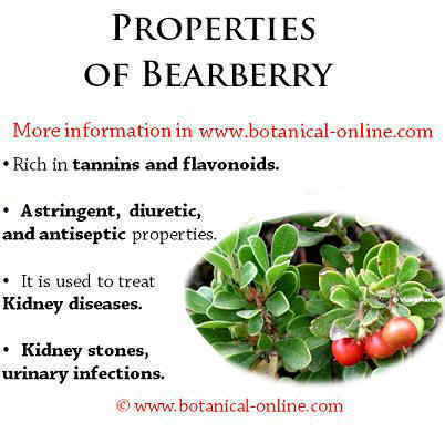 bearberry