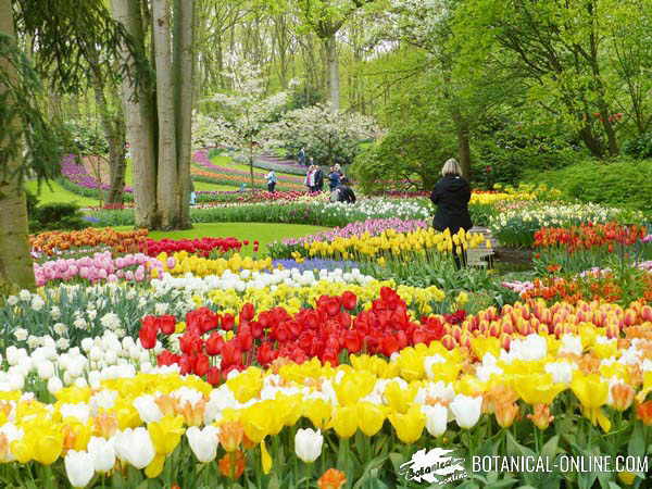 jardin de tulipanes