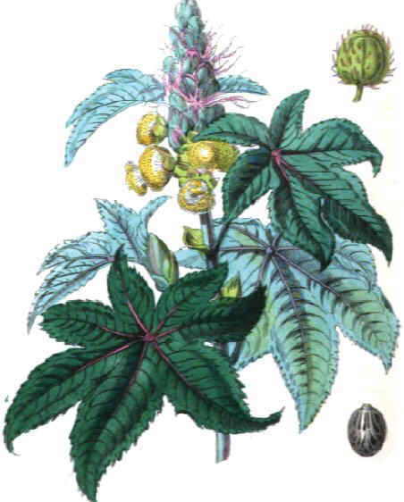 castor oil plant