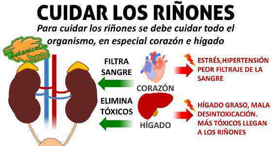 causas de riñones debilitados o enfermos