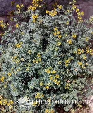 salvia