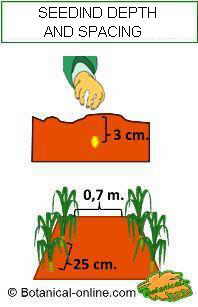 Image result for maize planting spacing