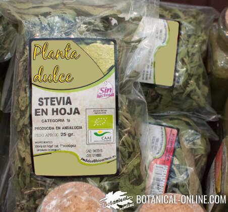 stevia planta dulce