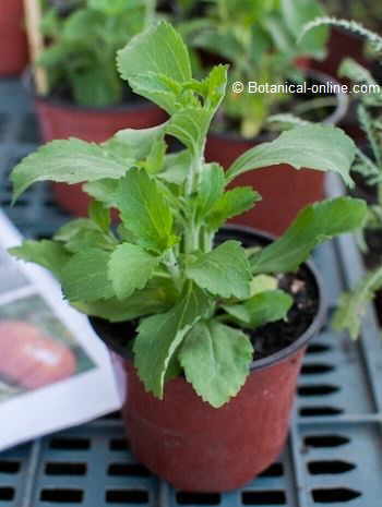 stevia