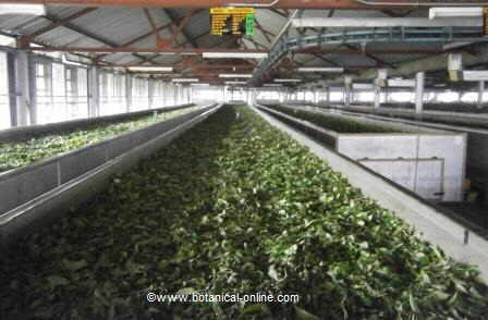 Marchitado del té ( Camellia sinensis)