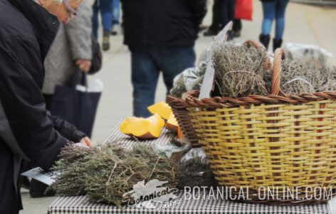 buying thyme in a street market