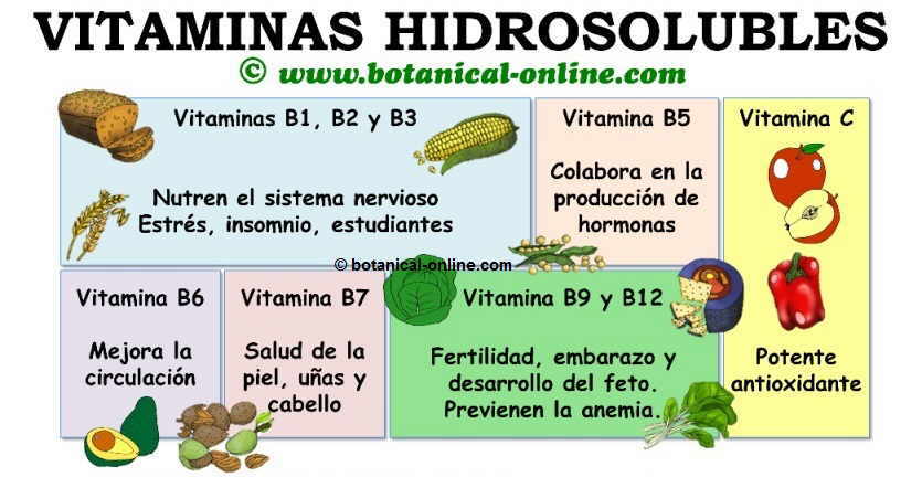 Resultado de imagen de vitaminas liposolubles e hidrosolubles