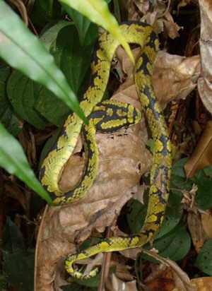 serpiente camuflada