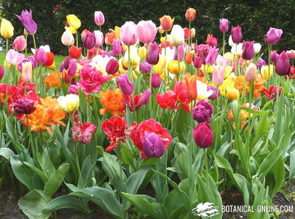 tipos tulipanes variedades en keukenhof